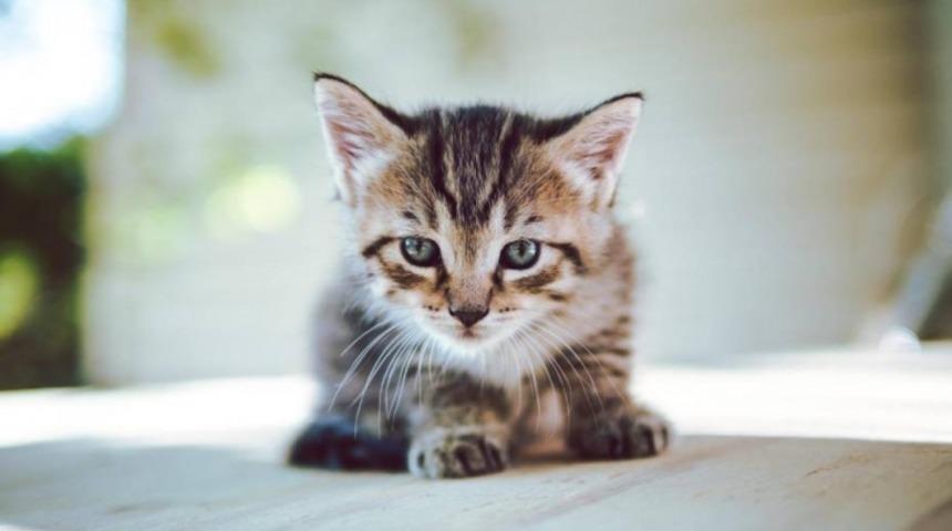 Tek Bir Tık İle Masanıza Yavru Kedi Gelsin!