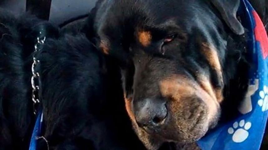 &Ouml;len İkiz Kardeşinin Yasını Tutan Rottweiler Y&uuml;reğinizi Par&ccedil;alayacak