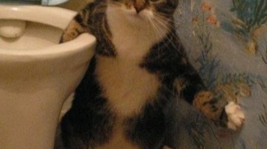 Birbirinden Ka&ccedil;ık 15 Kedi