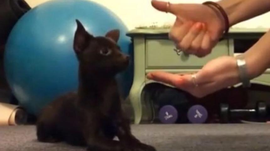 İşaret Dilini &Ouml;ğrenen Sağır K&ouml;pek Sizi Şaşırtacak