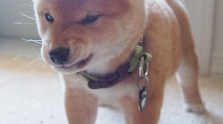 G&ouml;r&uuml;nd&uuml;ğ&uuml;nden Daha Sert Olan 10 Hayvan