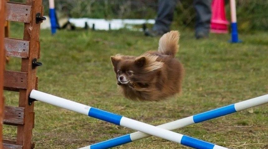 M&uuml;kemmel Zamanlamayla &Ccedil;ekilen 10 K&ouml;pek Fotoğrafı
