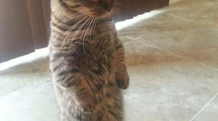 Ayakta Duran 10 İnanılmaz Şirin Kedi