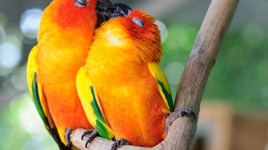 20 Hayvanın Dostlukları ve Aşkları