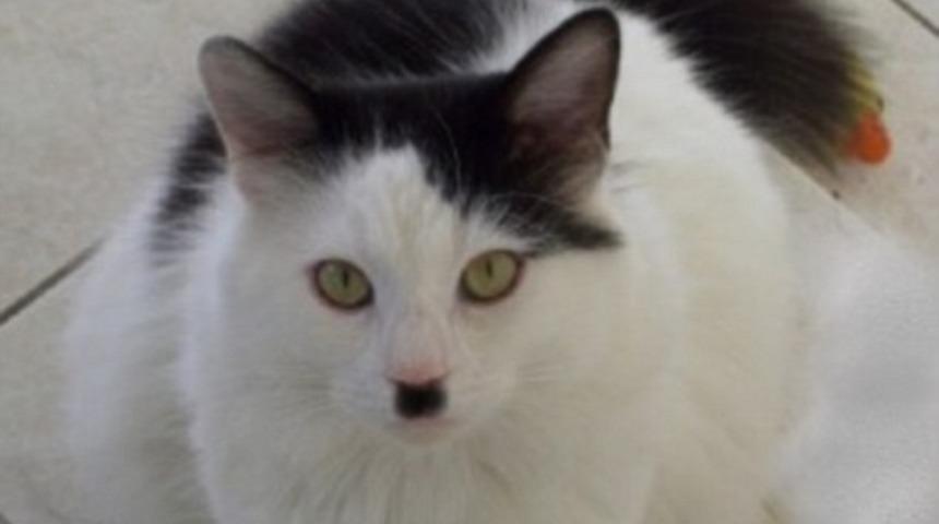 Kedilerin İnternetin Efendisi Olduğuna 25 Kanıt