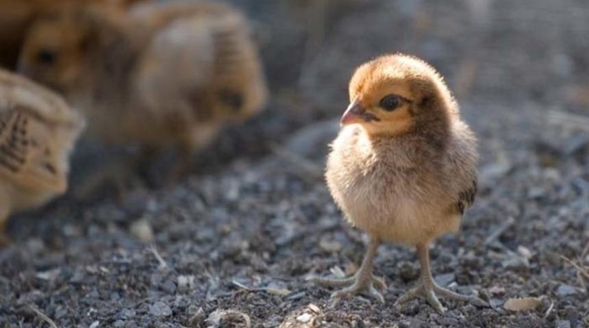 Hi&ccedil; Okumasaydım Diyeceğiniz 25 Rahatsız Edici Ger&ccedil;ek