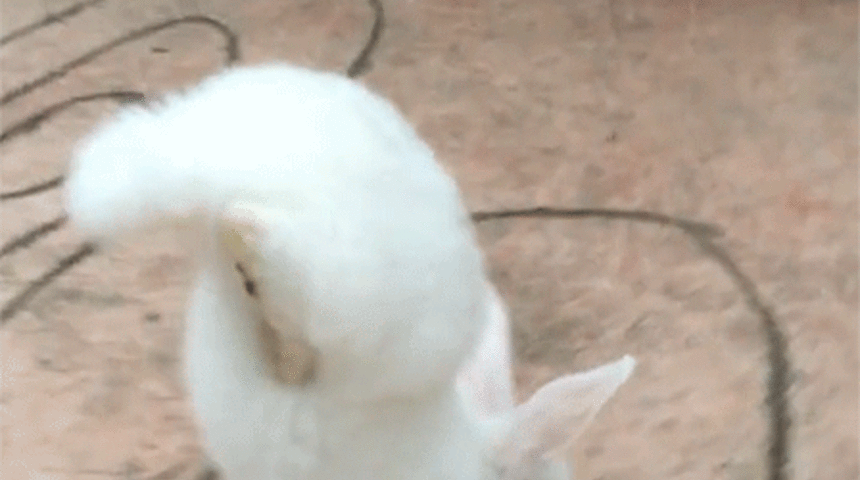 Minik Engelli Tavşan Yaşamayı &Ouml;ğretiyor