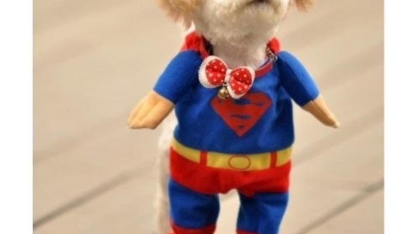 K&ouml;peğinize S&uuml;per Kahraman Kost&uuml;m&uuml; Giydirmenizi Sağlayacak 11 İnanılmaz Komik Fotoğraf