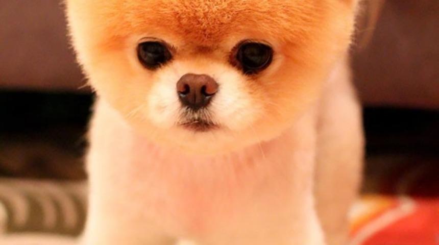 Birbirinden Şirin, Tombul K&ouml;pek Yavruları