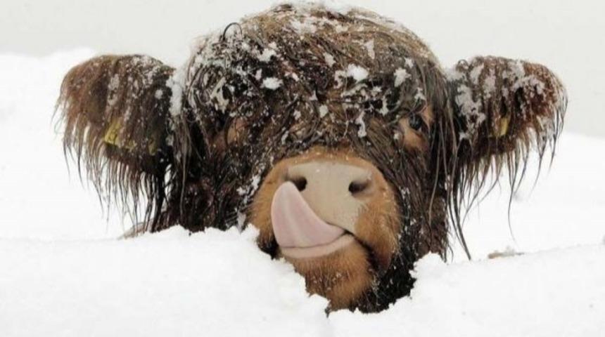 Yağan Karların Keyfini En Komik Şekilde Çıkaran Şirin Mi Şirin 13 Hayvan