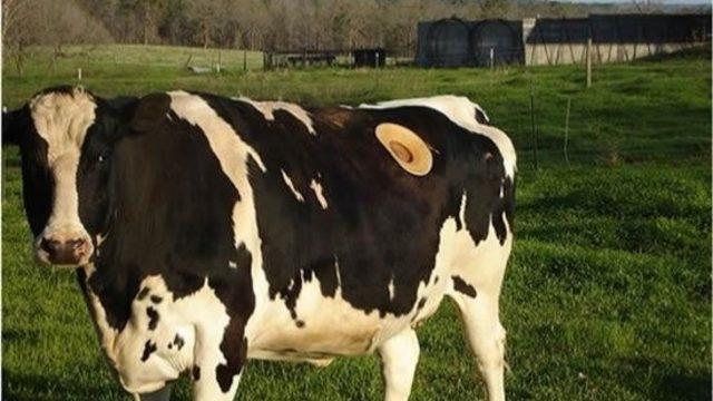 Piercing Ne Kelime? Bu İneklerde Daha Büyüğü Var!