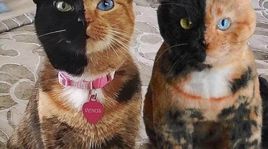 Kedinizin K&ouml;peğinizin Oyuncağı Yapılsın İster misiniz?