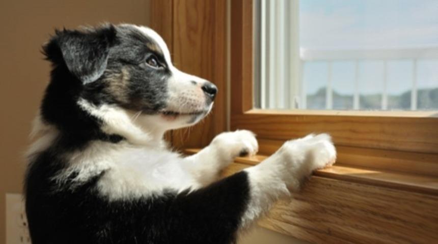 Her K&ouml;pek Sahibinin Bir Kere Yaptığı 16 Şey