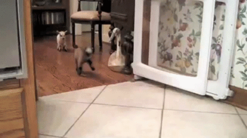 Bu Aile Bebek Ke&ccedil;ilerle Yaşıyor!