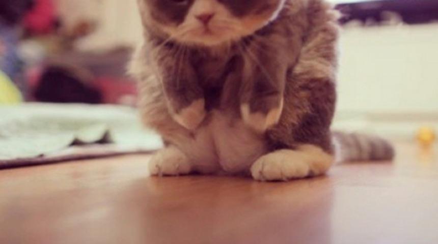 Poposunun Üzerine Oturmuş 27 Şirin Kedi