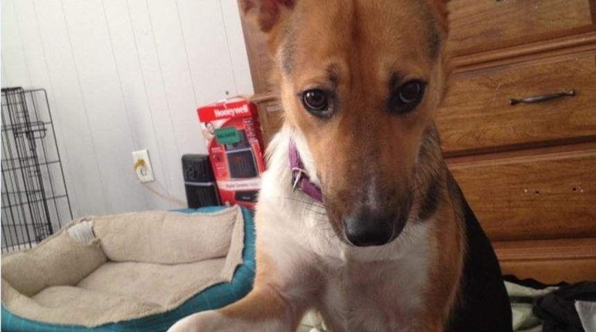 İfadelerine Bakmaktan Güleceğiniz 22 Süper Köpek