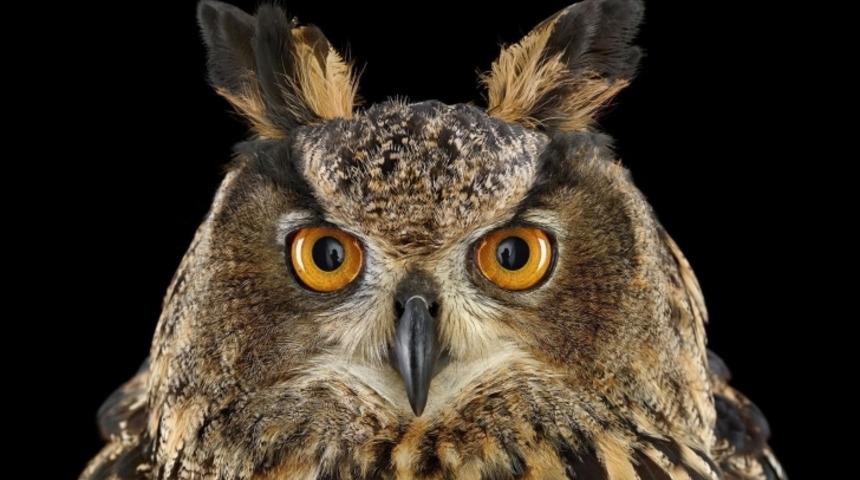 Vesikalık Fotoğrafları ile 9 Baykuş Türü