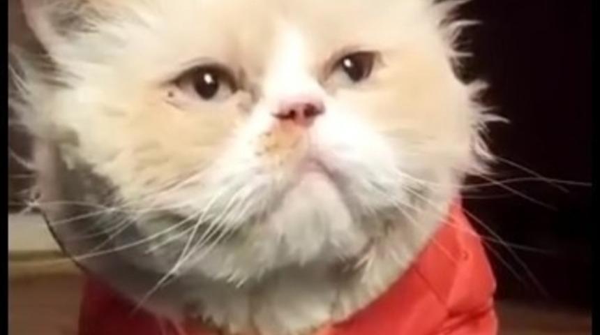 Moonwalk Yapan İnanılmaz Kedi!