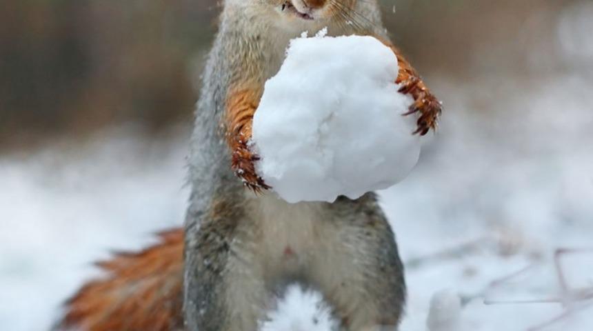 Fotoğraf&ccedil;ı Sincaplar Karda Oynarlarken Fotoğraflarını &Ccedil;ekmek İstemişti...Bunu Beklemiyordu