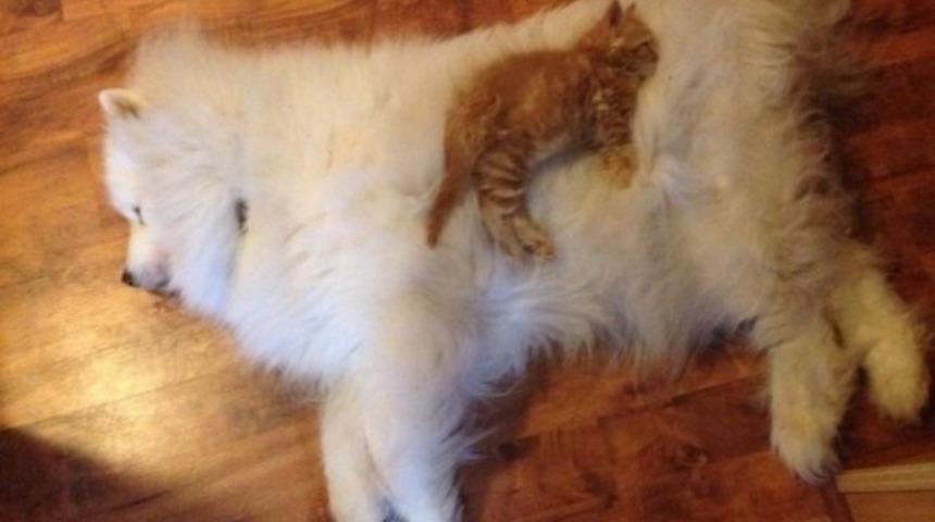 K&ouml;peklerin Harika Yastıklar Olduğunu Kanıtlayan 26 Fotoğraf