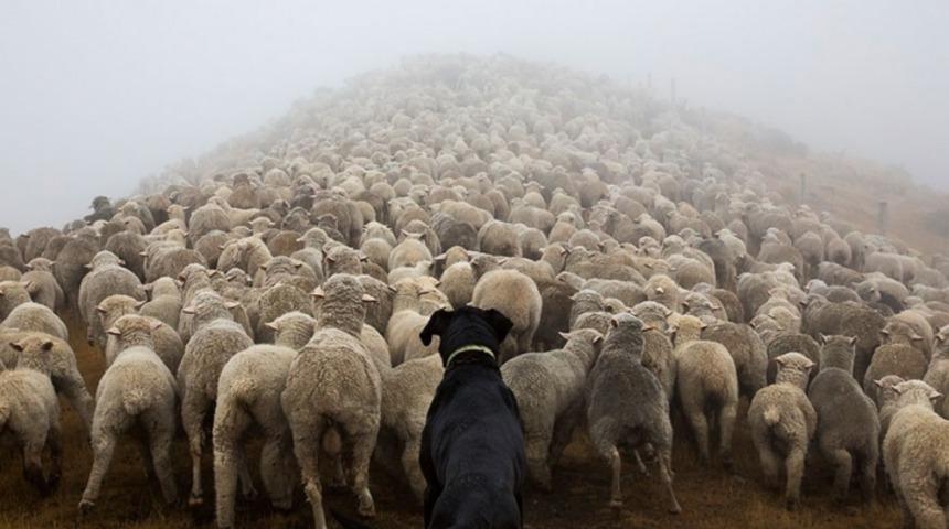Bir &Ccedil;obanın Objektifinden D&uuml;nyanın En &Ccedil;alışkan 20 K&ouml;peği