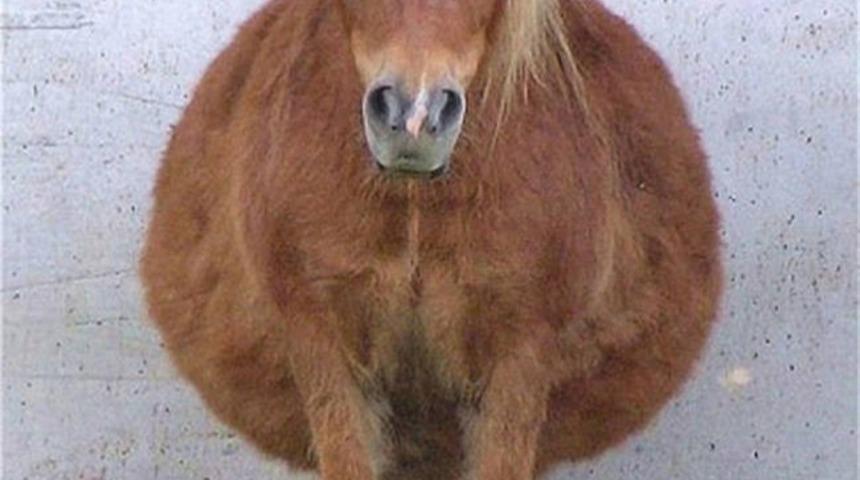 Hamileyken İnanılmaz Tatlı Olan 19 Hayvan