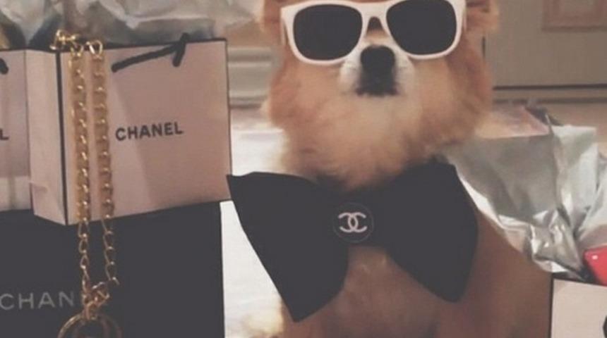 Instagram'ın Zengin K&ouml;pekleri Senden Benden İyi Yaşıyor