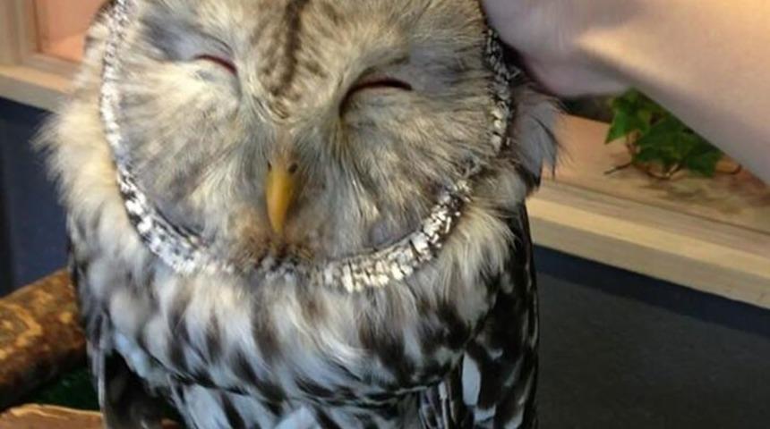 Londra'da Baykuş Barı A&ccedil;ılıyor