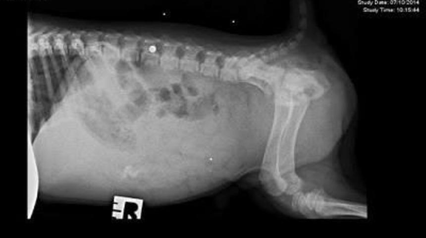 Kurşun Ge&ccedil;irmez K&ouml;peğin İ&ccedil;inizi Isıtacak Hikayesi