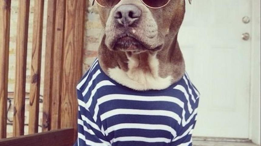 İnstagram'ın En Karizmatik K&ouml;peği Chango Leon İle Tanışın!