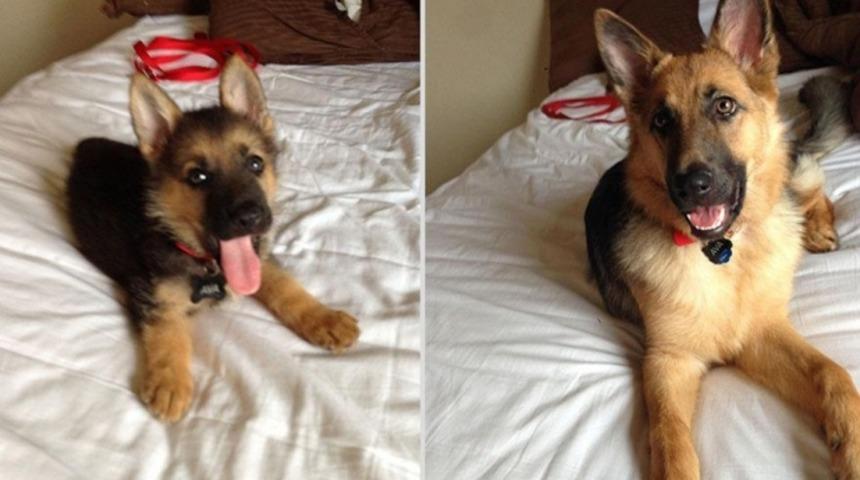 İnanılmaz Şirin 30 K&ouml;peğin Bebekliği ve B&uuml;y&uuml;m&uuml;ş Hali