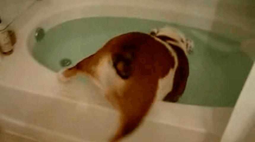 30 İnanılmaz Bulldog Fotoğrafı!