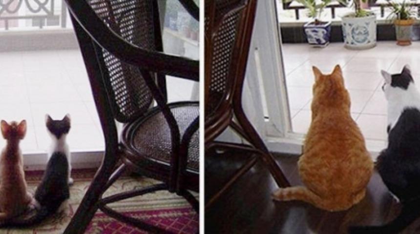 Bebeklikte ve Yetişkinlikte Şirin Olmayı Başaran 15 Kedi