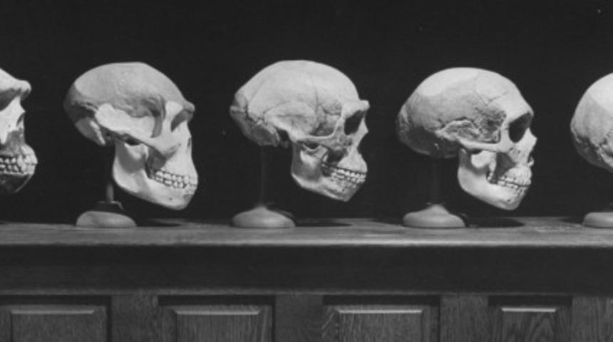 Evrim (Yasası), Evrim Teorisi, Evrimsel Biyoloji Arasındaki Farklar Nelerdir?