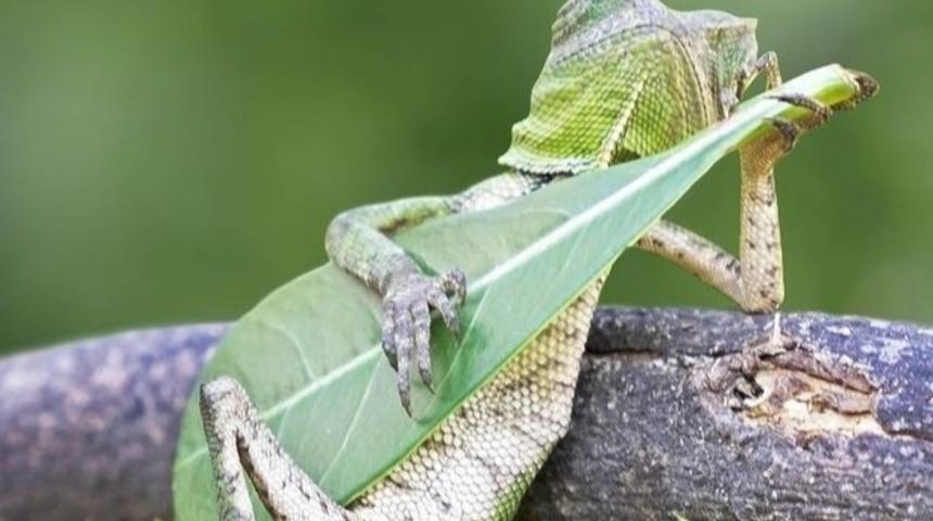 Bu Kertenkele, İnternet Fenomeni Haline Gelmesi Umrunda Olmayacak Kadar Cool