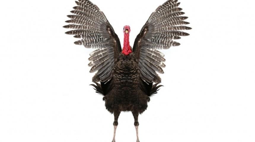 Kimlik Bunalımı Yaşayan Kuş: Hindi