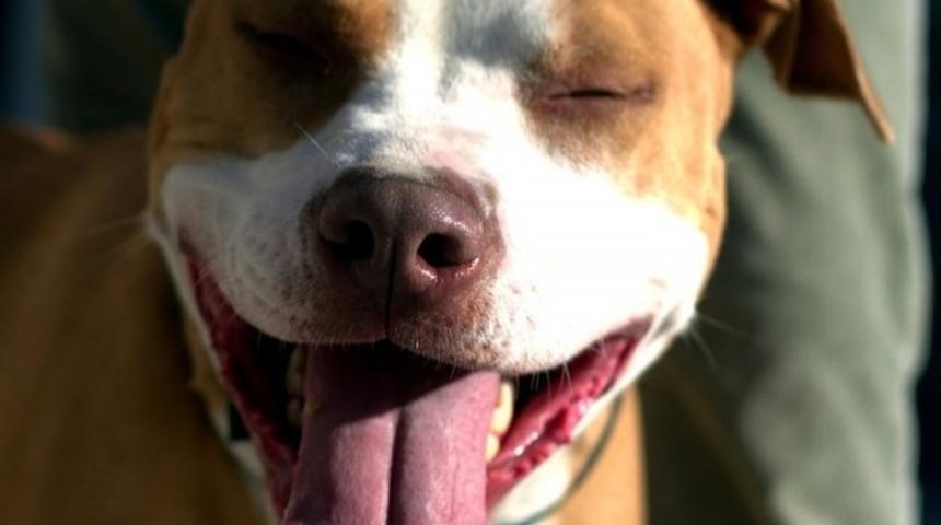 Pit Bull Sahibi Olmamak İçin 20 Sebep