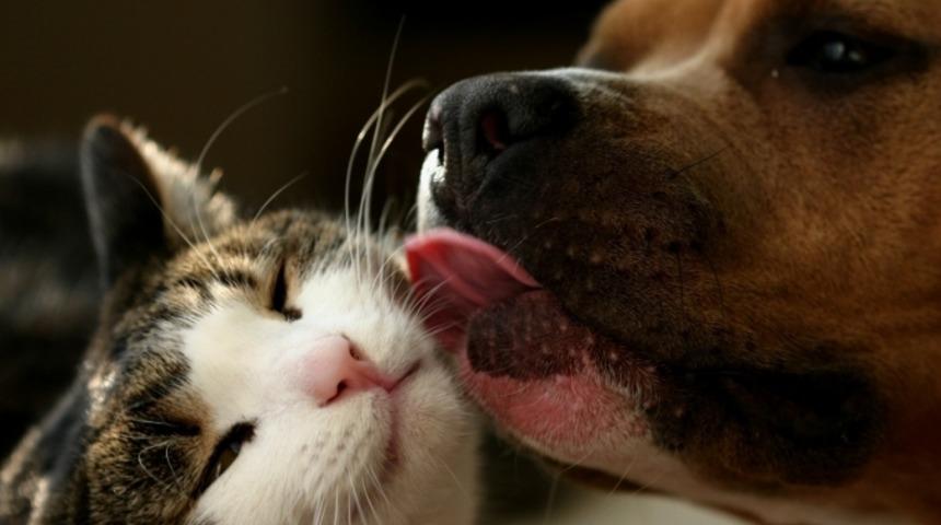 Evlerini Kedi ve K&ouml;pek Dostlarıyla Paylaşanların Mutlaka Bilmesi Gereken 13 Bilgi