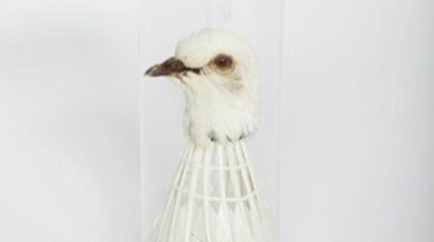 Bu Kadın Hayvan Dolum Sanatını Bambaşka Bir Şekilde İcra Ediyor