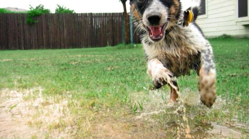 İnsanların K&ouml;peklerden &Ouml;ğrenebileceği 15 Şey