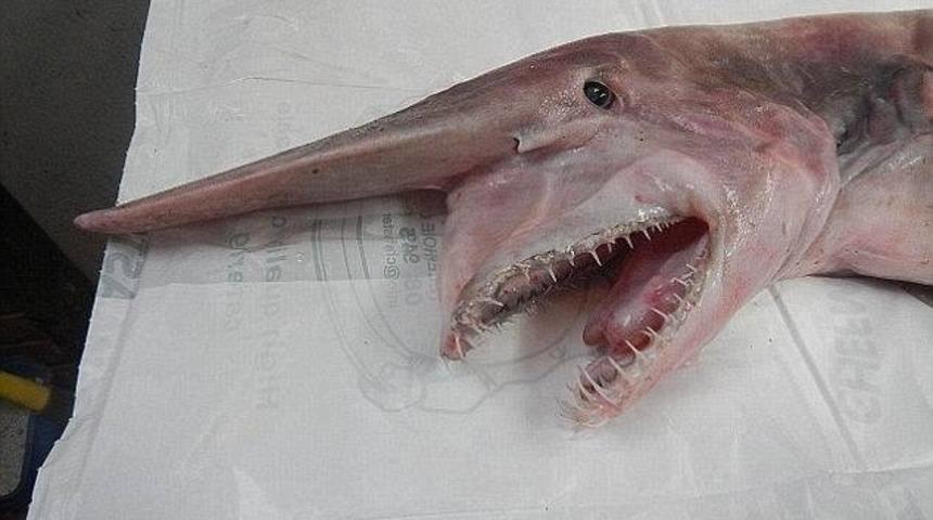 G&ouml;rd&uuml;kten Sonra Denize Girmeye Korkacağınız 10 Balık