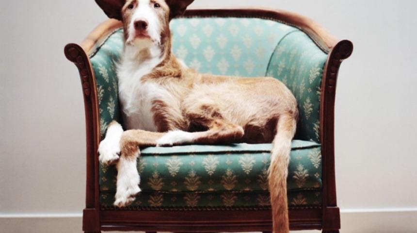 Av K&ouml;peklerini Kurtarıp Fotoğraflayan Adam