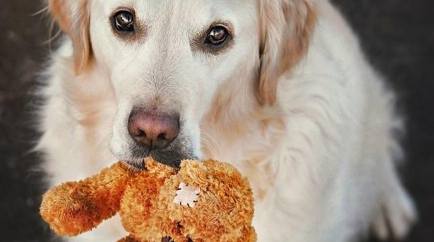 Harika K&ouml;pek ve K&uuml;&ccedil;&uuml;k Dostunun Maceraları