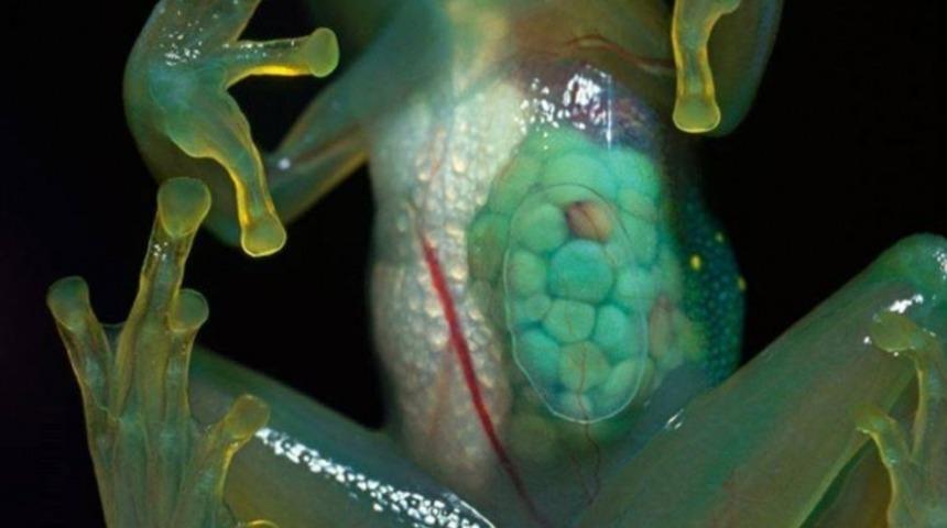 Varlığından Habersiz Olduğunuz 13 Transparan Dokulu Hayvan