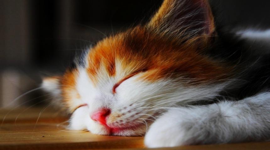 D&uuml;nyanın Bilimsel Olarak Kanıtlanmış Uykuyu En &Ccedil;ok Seven 10 Hayvanı! 