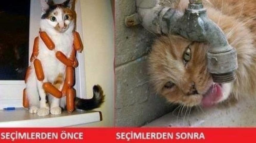 11 Ayın sultanı Mart Kedi capsler