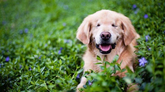 Gözleri Olmadan Doğan Bu Köpek Başkalarının Şansı Oldu
