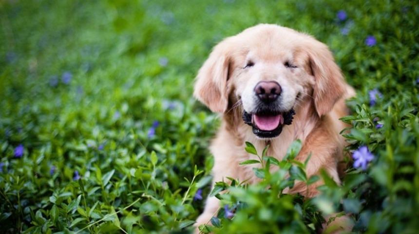 Gözleri Olmadan Doğan Bu Köpek Başkalarının Şansı Oldu