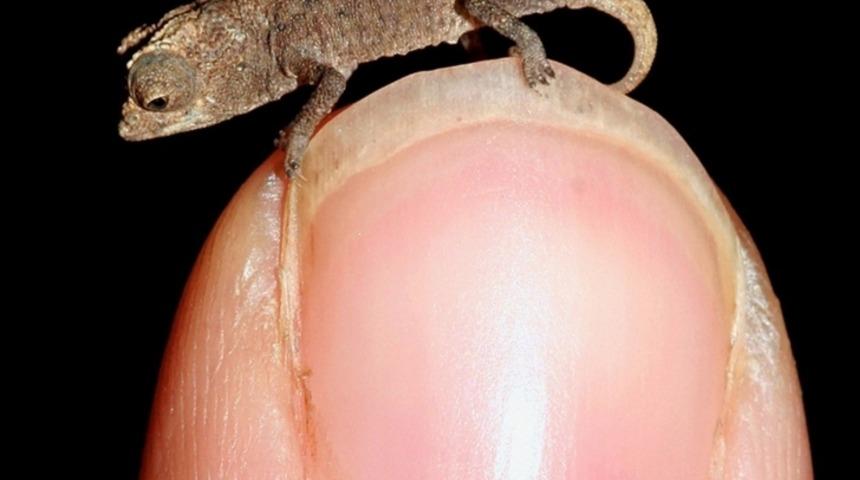 Orijinallerinin Minyat&uuml;r Versiyonu Olan 20 Şirin Canlı