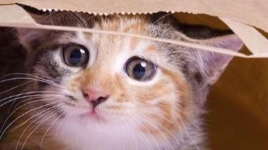 7 Tuhaf Kedi Davranışı ve Ne Anlama Geldikleri